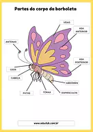 Partes do corpo da borboleta Partes do corpo da borboleta para 3º Ano, 2º Ano, 1º Ano de Recursos Educativos, Ciências, Seres Vivos, Ficha de leitura -...