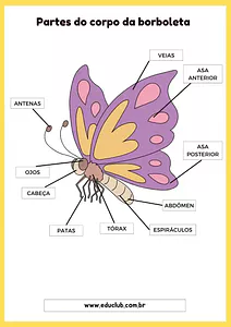 Partes do corpo da borboleta