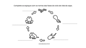 Ciclo de vida do sapo para completar