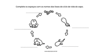 Ciclo de vida do sapo para completar para 3º Ano, 2º Ano, 1º Ano de Ciências, Seres Vivos, Ciclos de vida - Material educa...