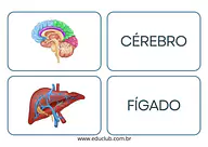 Órgãos do corpo humano Órgãos do corpo humano para 3º Ano, 2º Ano, 1º Ano de Recursos Educativos, Ciências, Corpo humano - Material educacional