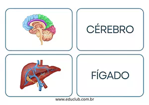 Órgãos do corpo humano