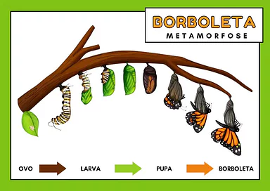 Metamorfose da borboleta Metamorfose da borboleta para 2º Ano, 1º Ano de Ciências, Seres Vivos - Material educacional