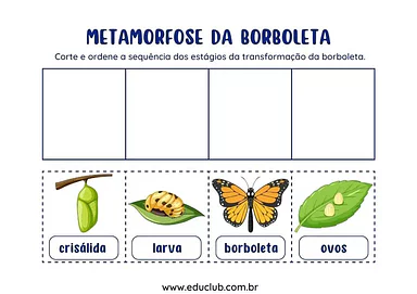 Atividade sobre ciclo de vida da borboleta para Pré-Escola de Ciências, Seres Vivos, Ciclos de vida - Material educacional