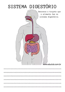 Atividade sistema digestório 5 ano