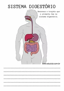 Atividade sistema digestório 5 ano