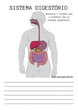 Atividade sistema digestório 5 ano Atividade sistema digestório 5 ano para 5º Ano de Ciências, Corpo humano - Material educacional