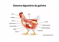 Sistema digestório da galinha