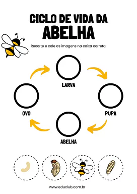 Atividade sobre o ciclo de vida da abelha para 4º Ano, 3º Ano, 2º Ano de Ciências, Seres Vivos, Ciclos de vida - Material ...