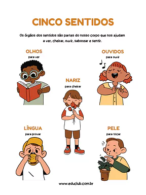 Funções dos órgãos dos sentidos Funções dos órgãos dos sentidos para 5º Ano, 4º Ano, 3º Ano, 2º Ano, 1º Ano de Recursos Educativos, Ciências, Cinco sentid...