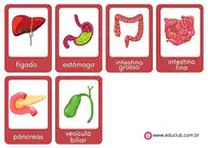 Flashcards dos órgãos do sistema digestório para 3º Ano, 2º Ano, 1º Ano de Ciências, Corpo humano - Material educacional