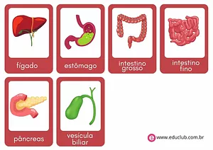 Flashcards dos órgãos do sistema digestório