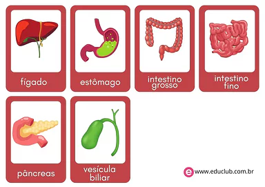 Flashcards dos órgãos do sistema digestório Flashcards dos órgãos do sistema digestório para 3º Ano, 2º Ano, 1º Ano de Ciências, Corpo humano - Material educacional
