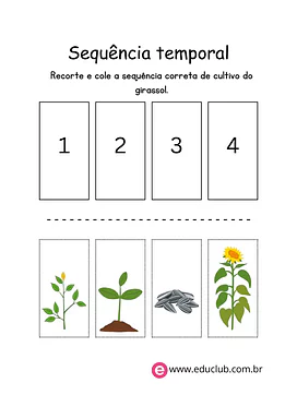 Atividade de sequência temporal da planta Atividade de sequência temporal da planta para 1º Ano de Ciências, Plantas - Material educacional