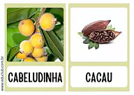 Fruta com C Fruta com C para Pré-Escola de Língua Portuguesa, Vocabulário - Material educacional