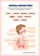 Atividade do sistema respiratorio Atividade do sistema respiratorio para 5º Ano, 4º Ano, 3º Ano de Ciências, Corpo humano - Material educacional