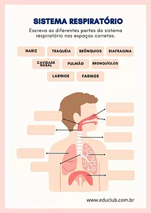 Atividade do sistema respiratorio