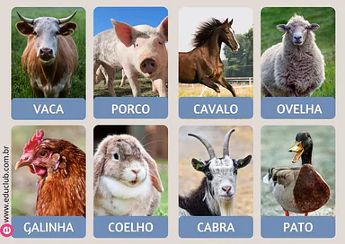 Animais da granja em imagens reais para Creche, Pré-Escola de Língua Portuguesa, Ciências, Seres Vivos, Vocabulário - Mate...