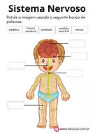 Sistema nervoso humano para 4º Ano, 3º Ano, 2º Ano de Ciências, Corpo humano - Material educacional