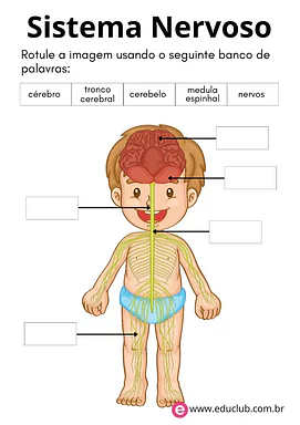 Sistema nervoso humano Sistema nervoso humano para 4º Ano, 3º Ano, 2º Ano de Ciências, Corpo humano - Material educacional