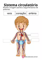 Sistema circulatório humano para completar para 3º Ano, 2º Ano, 1º Ano de Ciências, Corpo humano - Material educacional