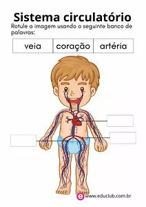 Sistema circulatório humano para completar