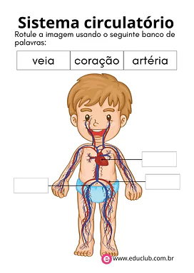 Sistema circulatório humano para completar Sistema circulatório humano para completar para 3º Ano, 2º Ano, 1º Ano de Ciências, Corpo humano - Material educacional