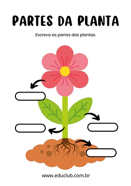 Partes da planta para 2º Ano, 1º Ano de Ciências, Plantas - Material educacional