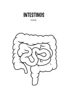 Intestino para colorir para 4º Ano, 3º Ano, 2º Ano de Ciências, Corpo humano - Material educacional