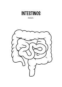Intestino para colorir