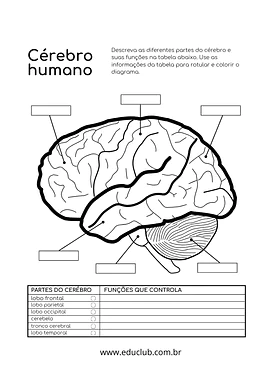 Partes do cérebro e suas funções Partes do cérebro e suas funções para 5º Ano, 4º Ano de Ciências, Corpo humano - Material educacional