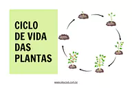 Atividade sobre ciclo de vida das plantas para 3º Ano, 2º Ano, 1º Ano de Ciências, Plantas - Material educacional