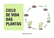 Atividade sobre ciclo de vida das plantas