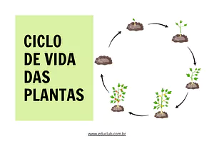 Atividade sobre ciclo de vida das plantas