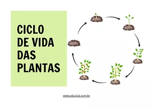 Atividade sobre ciclo de vida das plantas