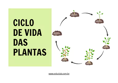 Atividade sobre ciclo de vida das plantas para 3º Ano, 2º Ano, 1º Ano de Ciências, Plantas - Material educacional