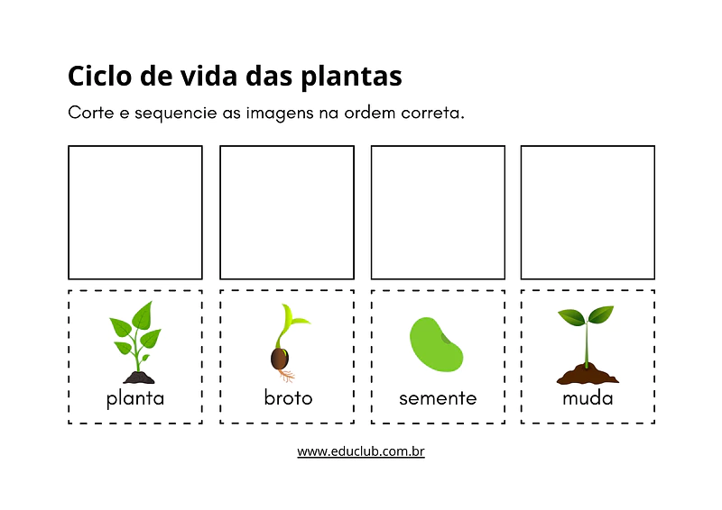 Atividade sobre ciclo de vida das plantas | Educlub