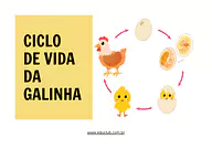 Atividade sobre o ciclo de vida da galinha Atividade sobre o ciclo de vida da galinha para 3º Ano, 2º Ano de Ciências, Seres Vivos - Material educacional