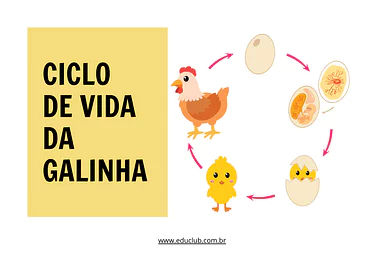 Atividade sobre o ciclo de vida da galinha para 3º Ano, 2º Ano de Ciências, Seres Vivos - Material educacional