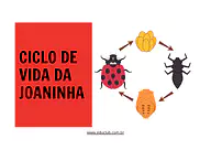 Atividade sobre ciclo de vida da joaninha Atividade sobre ciclo de vida da joaninha para 3º Ano, 2º Ano de Ciências, Seres Vivos, Ciclos de vida - Material educacional