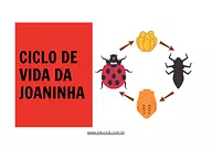 Atividade sobre ciclo de vida da joaninha
