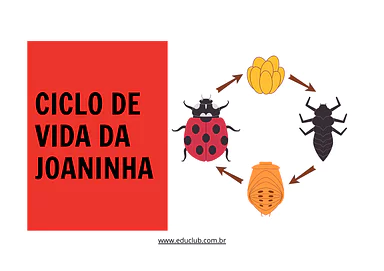 Atividade sobre ciclo de vida da joaninha Atividade sobre ciclo de vida da joaninha para 3º Ano, 2º Ano de Ciências, Seres Vivos, Ciclos de vida - Material educacional