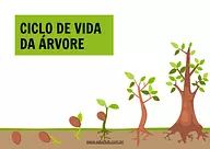 Atividade sobre ciclo de vida da árvore