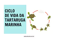 Ciclo de vida da tartaruga marinha para 3º Ano, 2º Ano, 1º Ano de Ciências, Seres Vivos, Ciclos de vida - Material educaci...