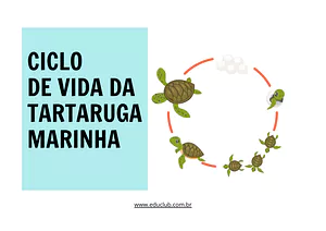 Ciclo de vida da tartaruga marinha