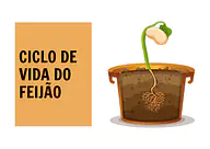 Atividade do ciclo de vida do feijão para Educação Infantil Atividade do ciclo de vida do feijão para Educação Infantil para Creche, Pré-Escola de Ciências, Plantas, Ciclos de vida -...