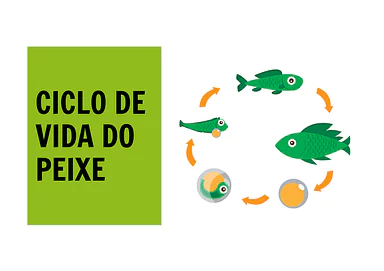 Ciclo de vida do peixe Ciclo de vida do peixe para 3º Ano, 2º Ano, 1º Ano, Pré-Escola de Ciências, Ciclos de vida - Material educacional
