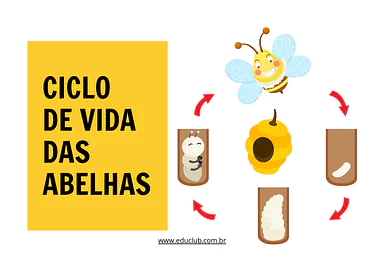 Atividade sobre o ciclo de vida da abelha Atividade sobre o ciclo de vida da abelha para 4º Ano, 3º Ano, 2º Ano de Ciências, Seres Vivos, Ciclos de vida - Material ...