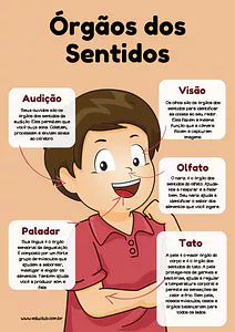 Atividade sobre os órgãos dos sentidos