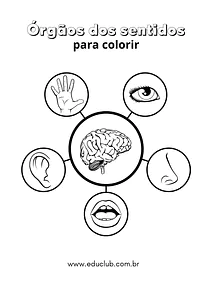 Órgãos dos sentidos para colorir
